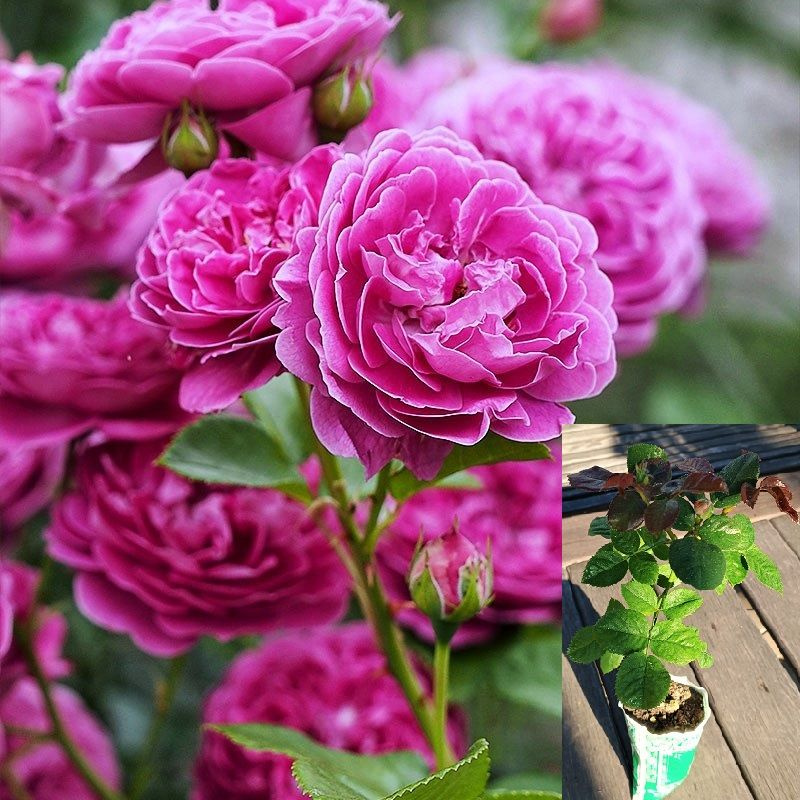 Роза Блю Бой (Blue Boy)