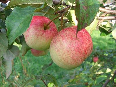 Яблоня Пепин Литовский