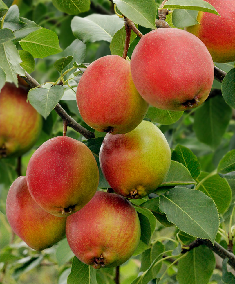 Груша Красуля