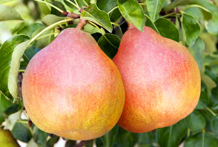 Груша Николай Крюгер