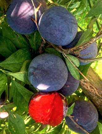 Слива Блэк Сплендор