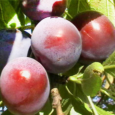 Слива Чародейка