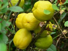 Айва  Северная