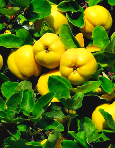 Айва крупноплодная Московская Сусово