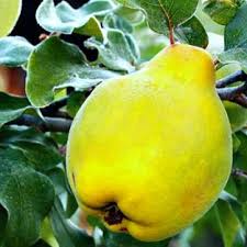 Айва Анжерская Мускатная