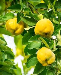 Айва Лимонка