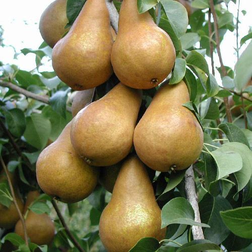 Груша колоновидная Боготырь