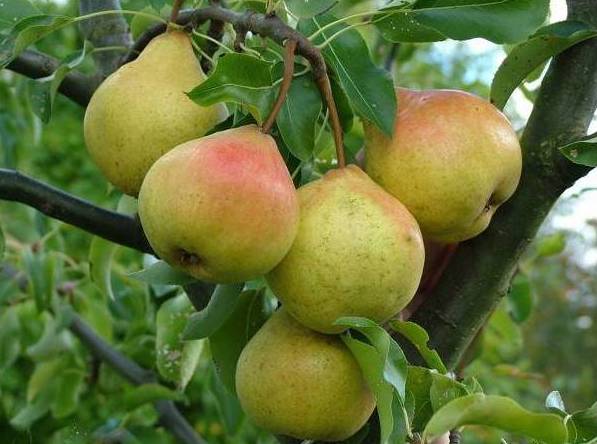 Груша колоновидная Светлячка