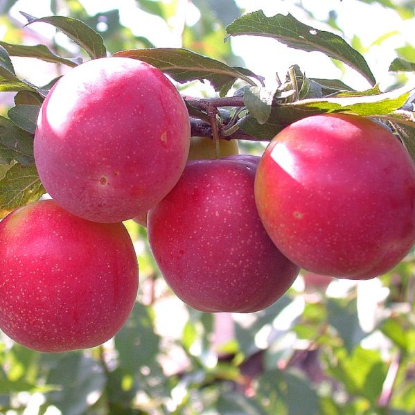 Алыча МономахАлыча Найдена