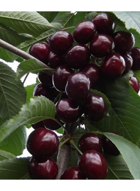 Черевишня (Дюк) Ночка