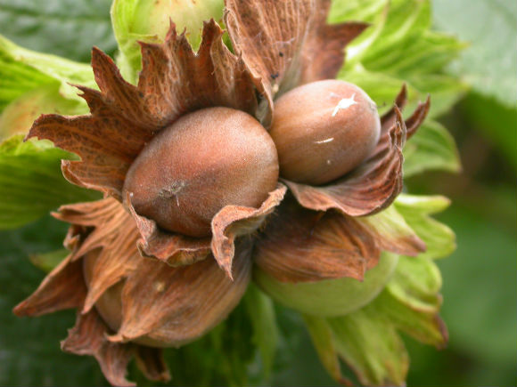 Фундук Русланчик