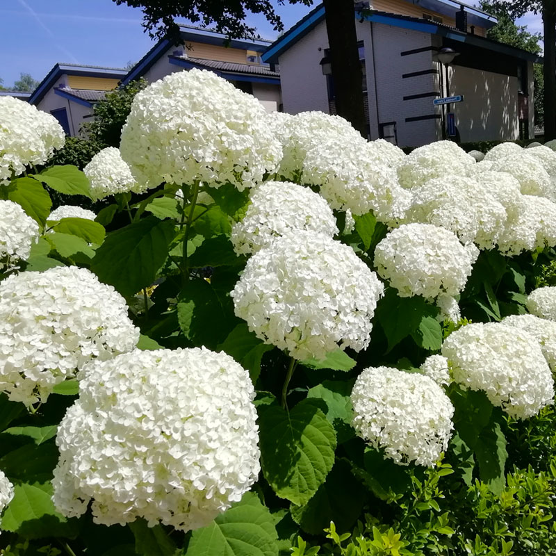 Гортензия древовидная Анабель