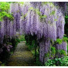 Глициния Летний каскад