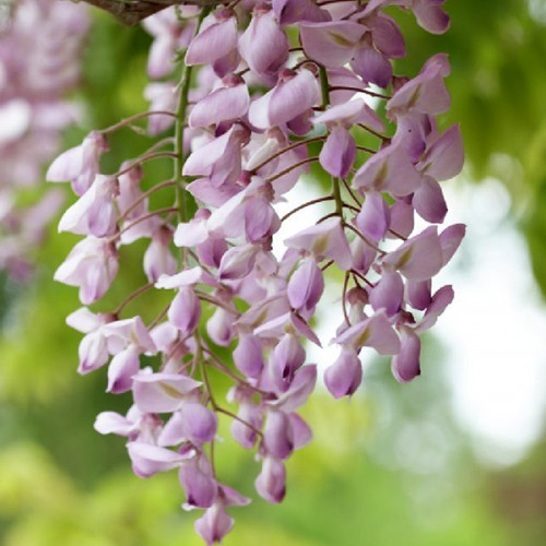 Глициния обильноцветушая Розеа-Хонбени-Пинк Айс