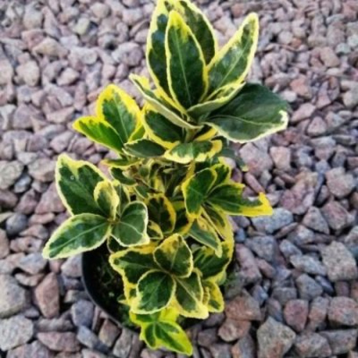 Бересклет Форчуна Канадейл Голд(Canadale Gold)