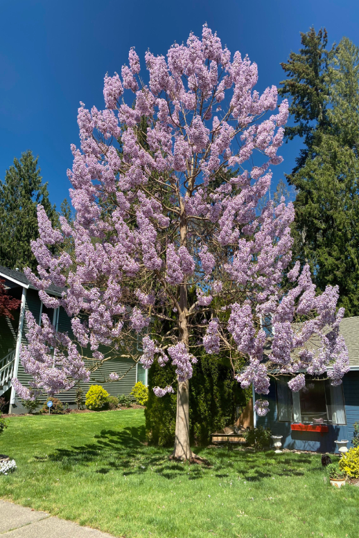 Павлония Энерджи