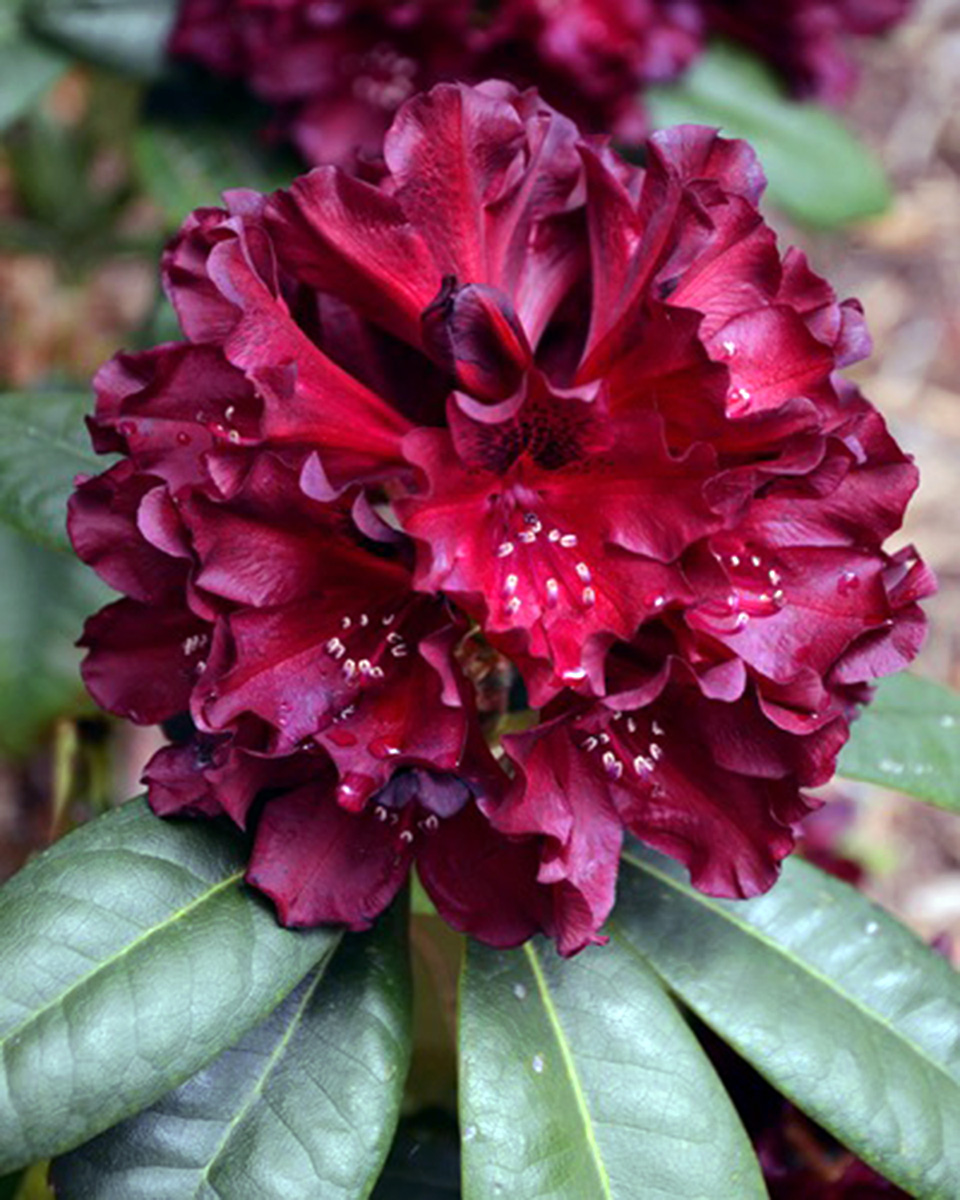 Рододендрон Гибридный Блэк Видоу(Black Widow)