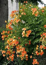 Кампсис укореняющийся Индиан Саммер