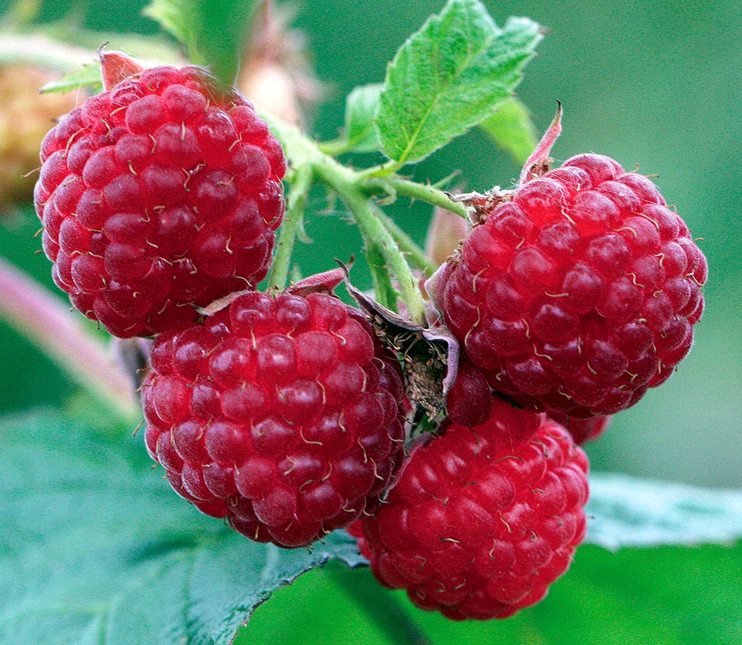 Малина Бабье лето 2