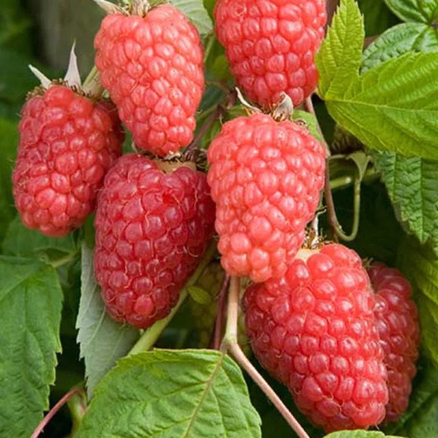 Малина Гордость России