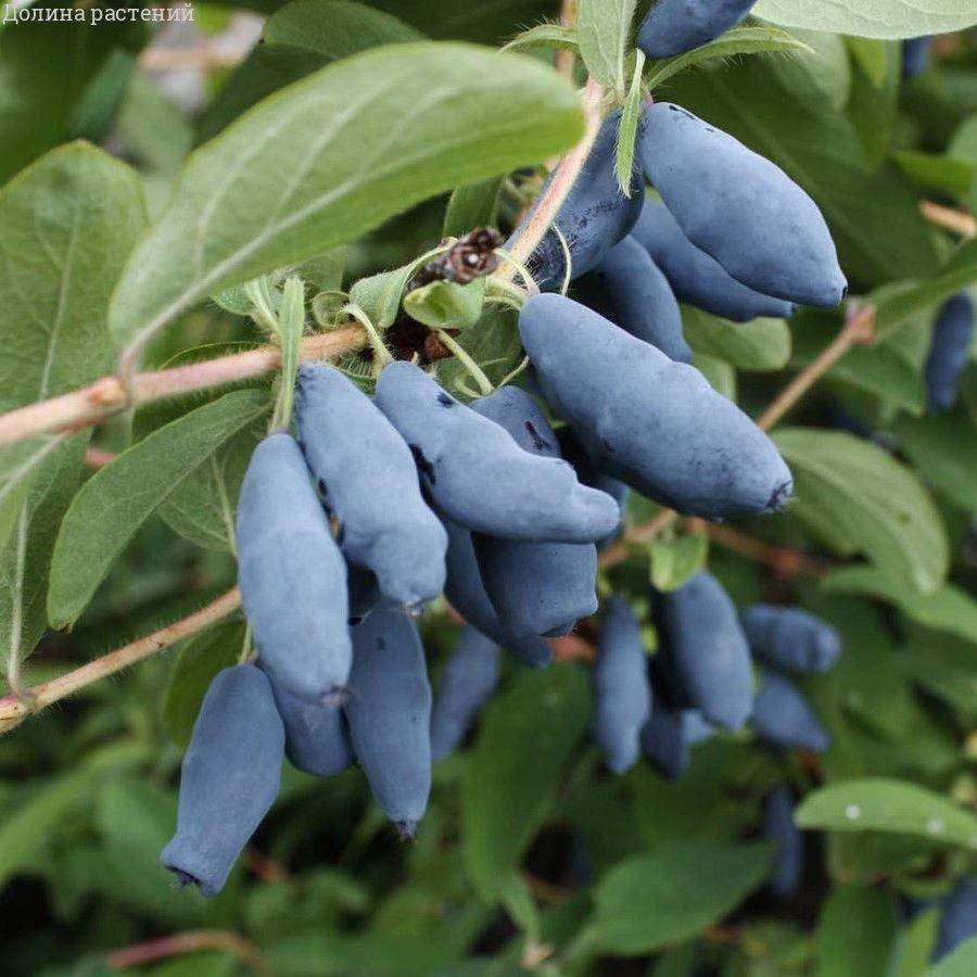 Жимолость Голубое Веретено