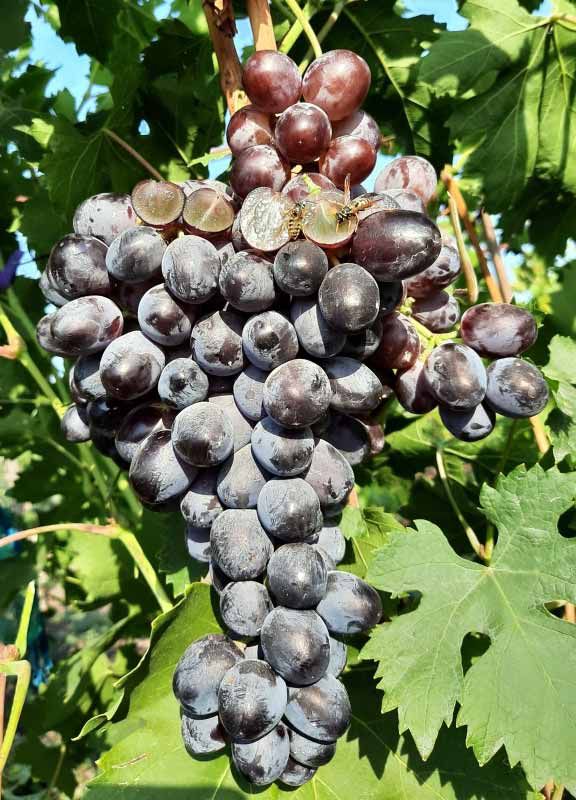 Виноград Лорд